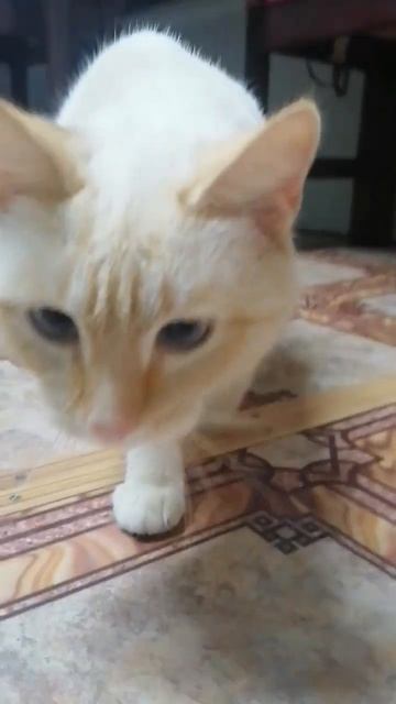 🐱🐈#котики  #настроение #шортс #животные #кот #пушистики #коты #любовь #киса #пушистый #дом
