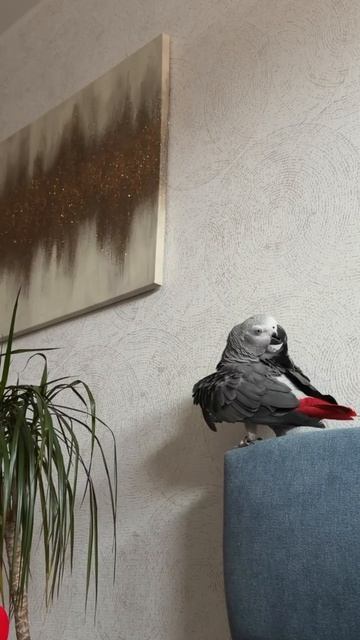 28-09-2026. Попугай 🦜 Девочка Гуччи.