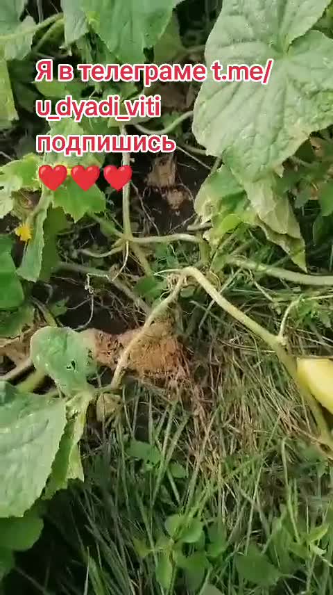 Китайские огурцы. ##деревьня #сад #огород #дядявитя