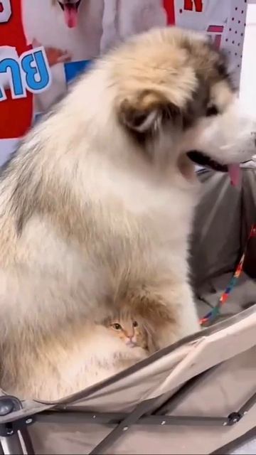 Воть