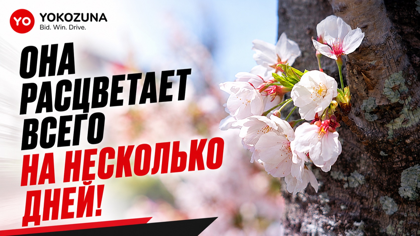 Саккура