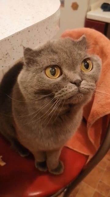 🐈🐱#котики #советы  #настроение #шортс #кот #пушистики #коты #дом #любовь #животные #котик #дом