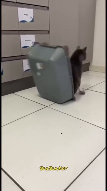 ЖИЗНЬ СО СМЕХОМ 😂 93