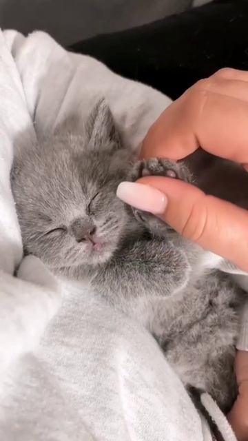 Без кота и жизнь не та 🐱❤️
