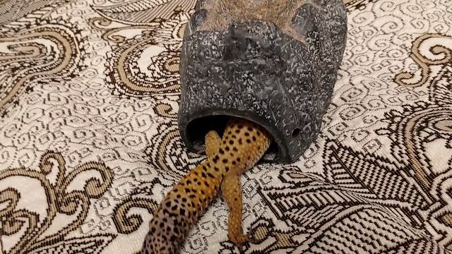 Моя ящерица