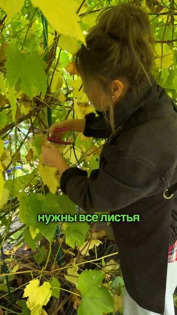 Зачем обрывать листья вокруг гроздей винограда осенью?