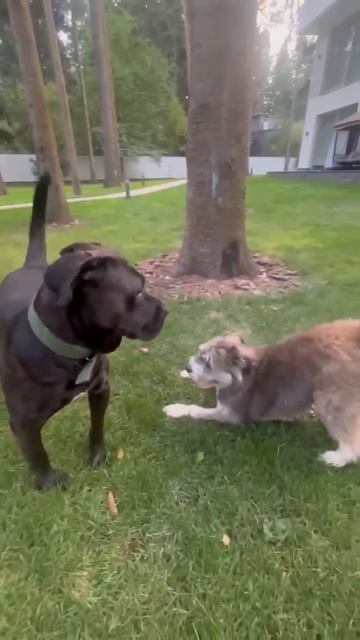 Скромная кане-корсо Тутси 🌸🔎7⃣Ю🏠❗Пост в описании 🎥 #dog #собака #любовь #канекорсо