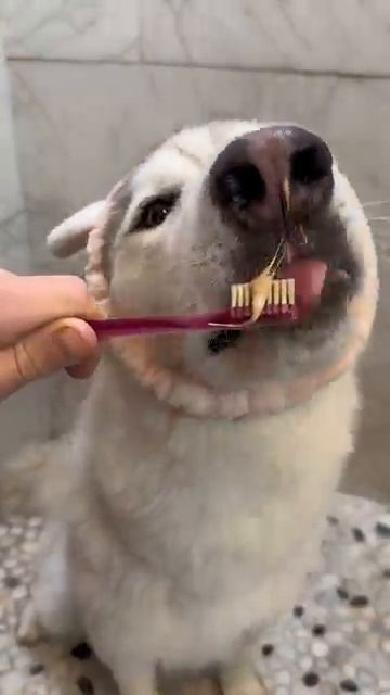 Собачий рай🧼🤎