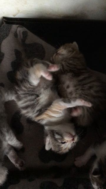 Муся и котята