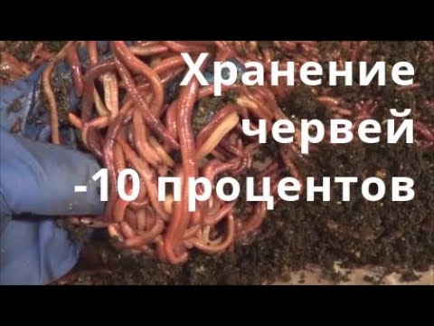 АТ317 Хранение Червей Без холодильника ККЧТ от Ткаченко в новый магазин хозяин Стас