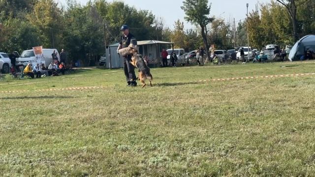 1 Оч/хор Зависть Богов ОМА +0+ №31. РОСТОВ-НА-ДОНУ 27 сентября`26 Моно немецких овчарок