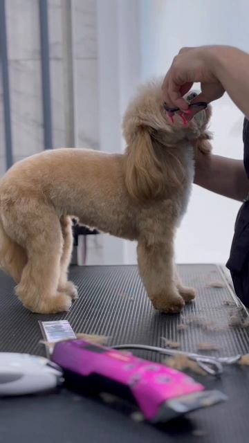 Полный груминг мальтипу Теффи в нашем салоне🐶😍