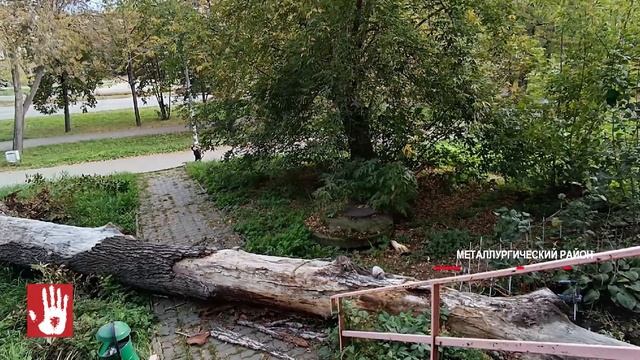 В Металлургическом районе прямо под окнами рухнул гигантский сухой тополь