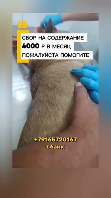 РОМОЧКА -РОМАШКА!!Дорогие друзья!
🐶🐕Кто следит за нашей деятельностью, тот помнит историю Ромы: у