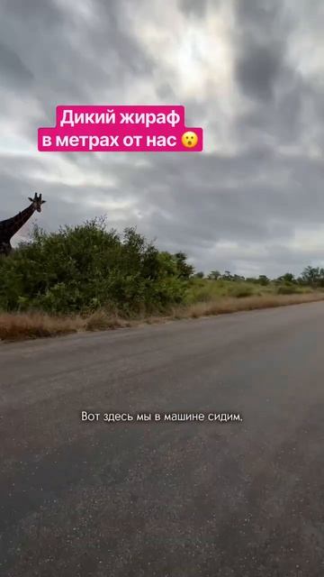 Жираф восхитил! Необычное тело, расцветка! И так близко! Автотрип по Африке удался! Больше в профиле