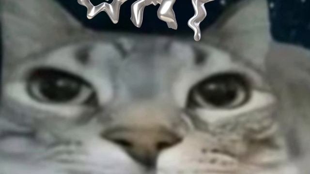 котик