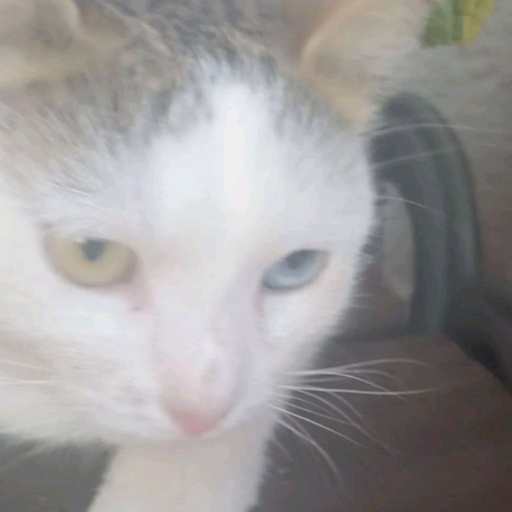 еуу