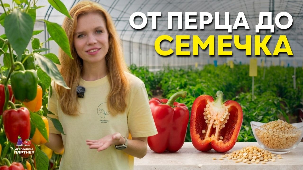 КАК РОЖДАЮТСЯ НОВЫЕ ПЕРЦЫ? 🌶️ Секреты селекции, которые обычно остаются за кадром