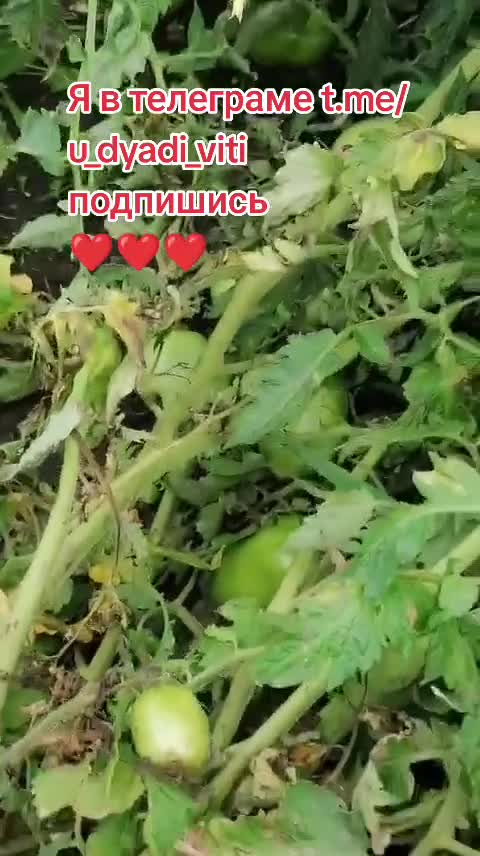 Помидоры. Выращиваем для себя и на продажу. #помидоры #огород #сад #деревьня #дядявитя