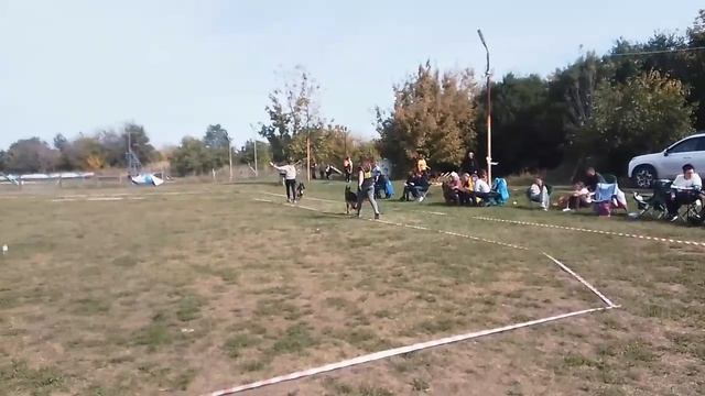 ЮНИОРЫ КОБЕЛИ / КЧК РОСТОВ-НА-ДОНУ 27 сентября`26 Н.Шкляревская Моно немецких овчарок