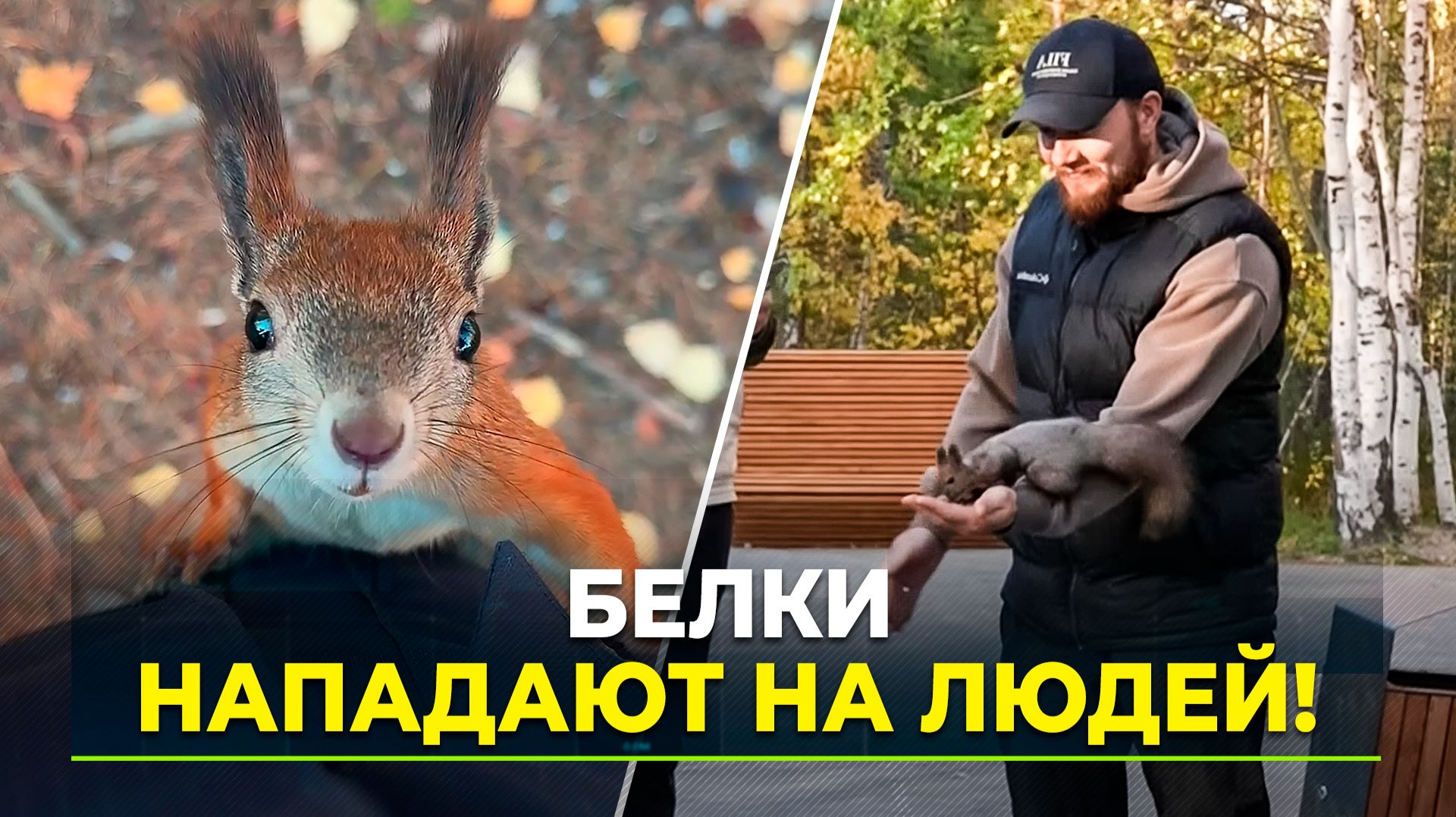 На Ямале растёт число пострадавших от укусов белок