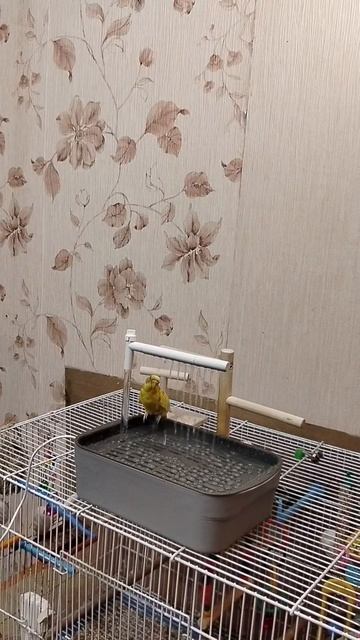 попугай принимает душ