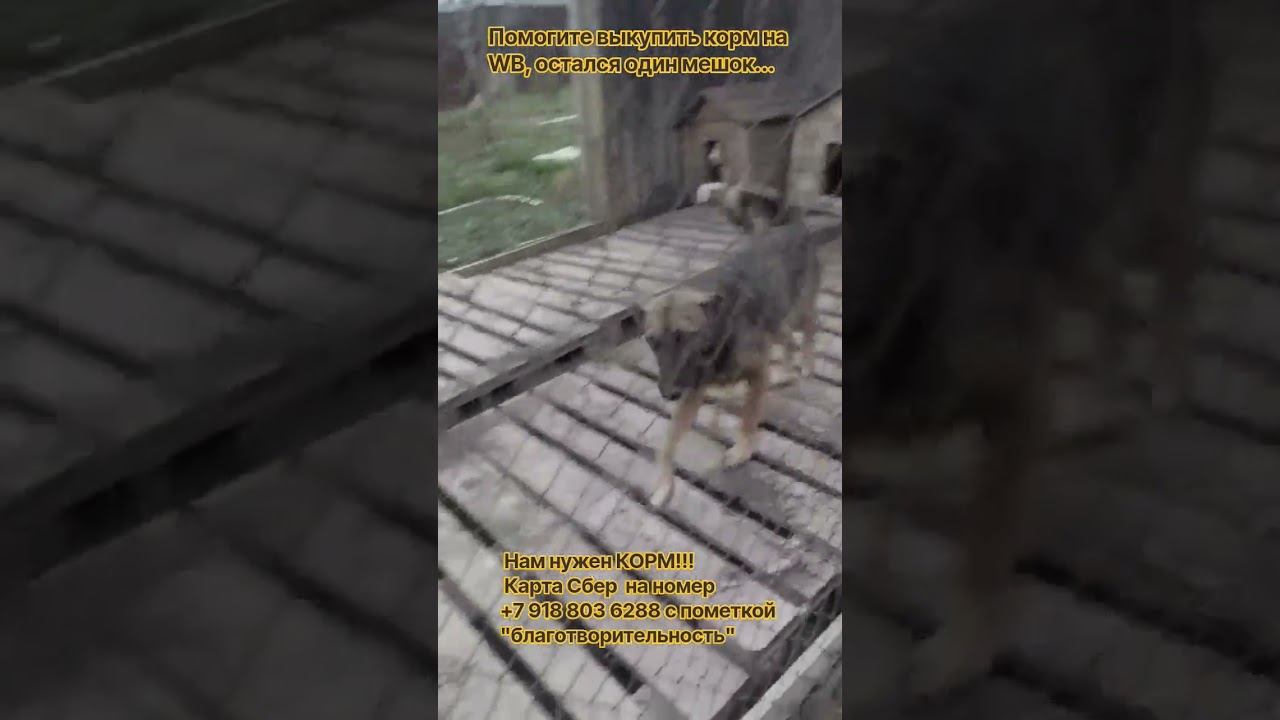 27 сентября 2026 г.
