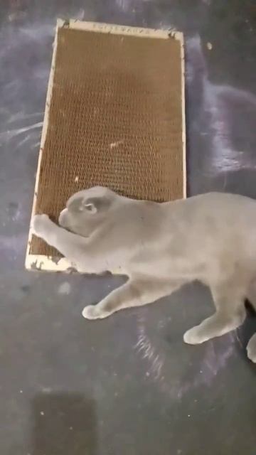 Котик аж балдеет, как когтеточка понравилась!❤️