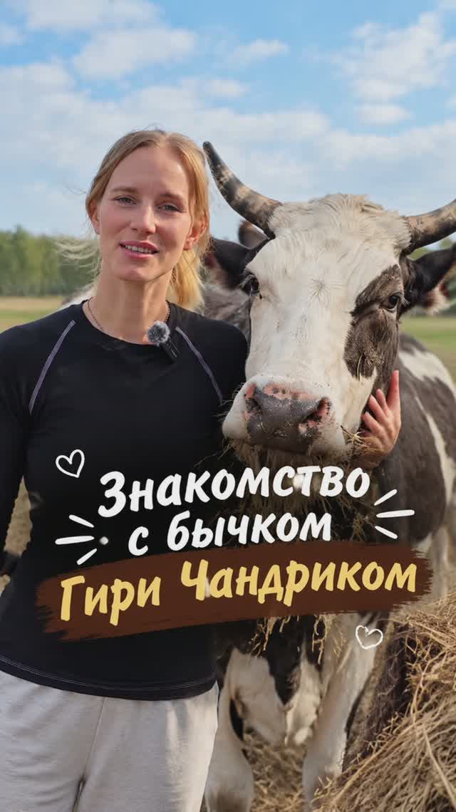 Знакомьтесь, бычок Гири Чандрик на Планете Коров