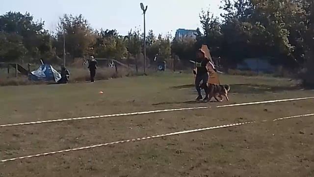 1 Отл. КЧК Зависть Богов УМБРО +++ №42. РОСТОВ-НА-ДОНУ 27 сентября`26 Моно немецких овчарок