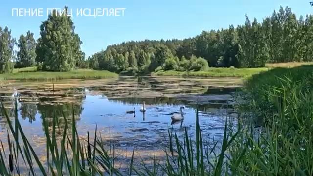 ПЕНОЧКА В ДУЭТЕ С ЛЯГУШКОЙ НА СОЛНЕЧНОМ ОЗЕРЕ СОЗДАДУТ ВАМ ПРЕКРАСНОЕ НАСТРОЕНИЕ И УМИРОТВОРЕНИЕ [ge