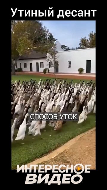 Утки спасли виноградники 🤣