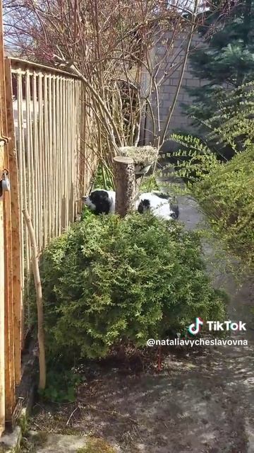 Неадекватный...)))