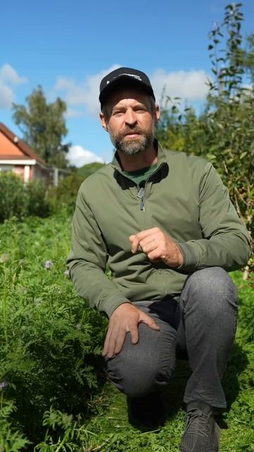 🌱 А ВЫ ЗНАЛИ, ЧТО ЭТОТ ПОПУЛЯРНЫЙ СИДЕРАТ МОЖЕТ ЛИШИТЬ ВАС УРОЖАЯ_ #SemenaPartnerShorts