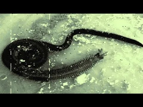 Перезалив озвучки Влада Семецкого на SCP-153 / SCP-153 
