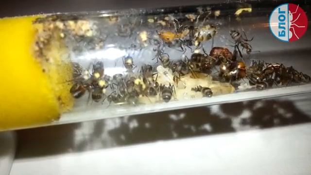 Муравьи CAMPONOTUS NICOBARENSIS