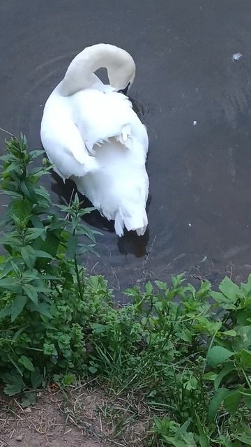 Природа, один день в Москве, все интересное в описании видео, это предложение оказания услуг,