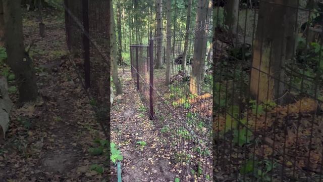 Монтаж забора в лесу без вреда деревьям 🌲 Сдаём 50 метров 3D-сетки гиттер 🛠️