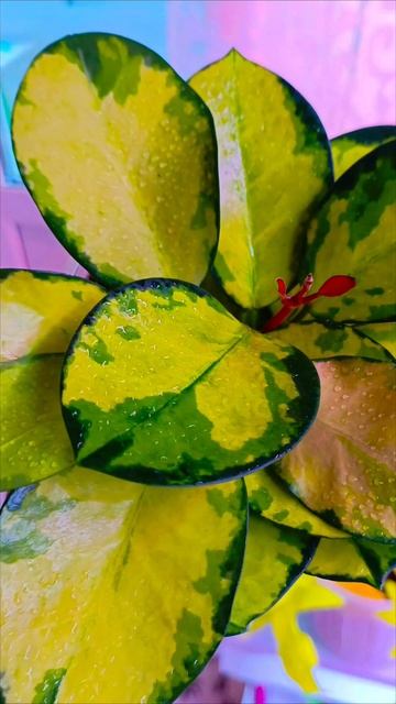 Hoya Australis Lisa (хойя аустралис лиза) - за месяц вырастила вот такие корни 😎🤗🌱умничка какая