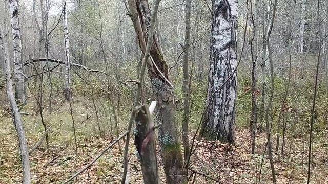 РГ Рада