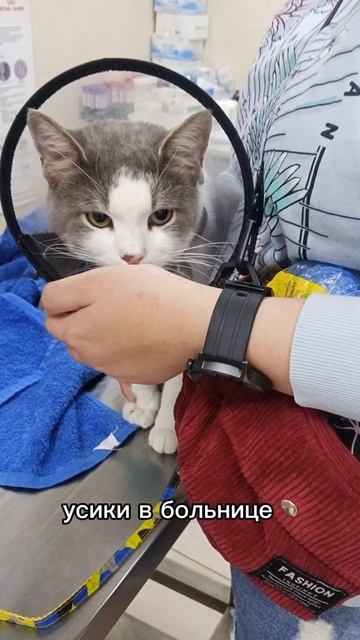 Бусики в больнице 🙏🐱🥴🩸💉 #ветклиника #жизнь #влог