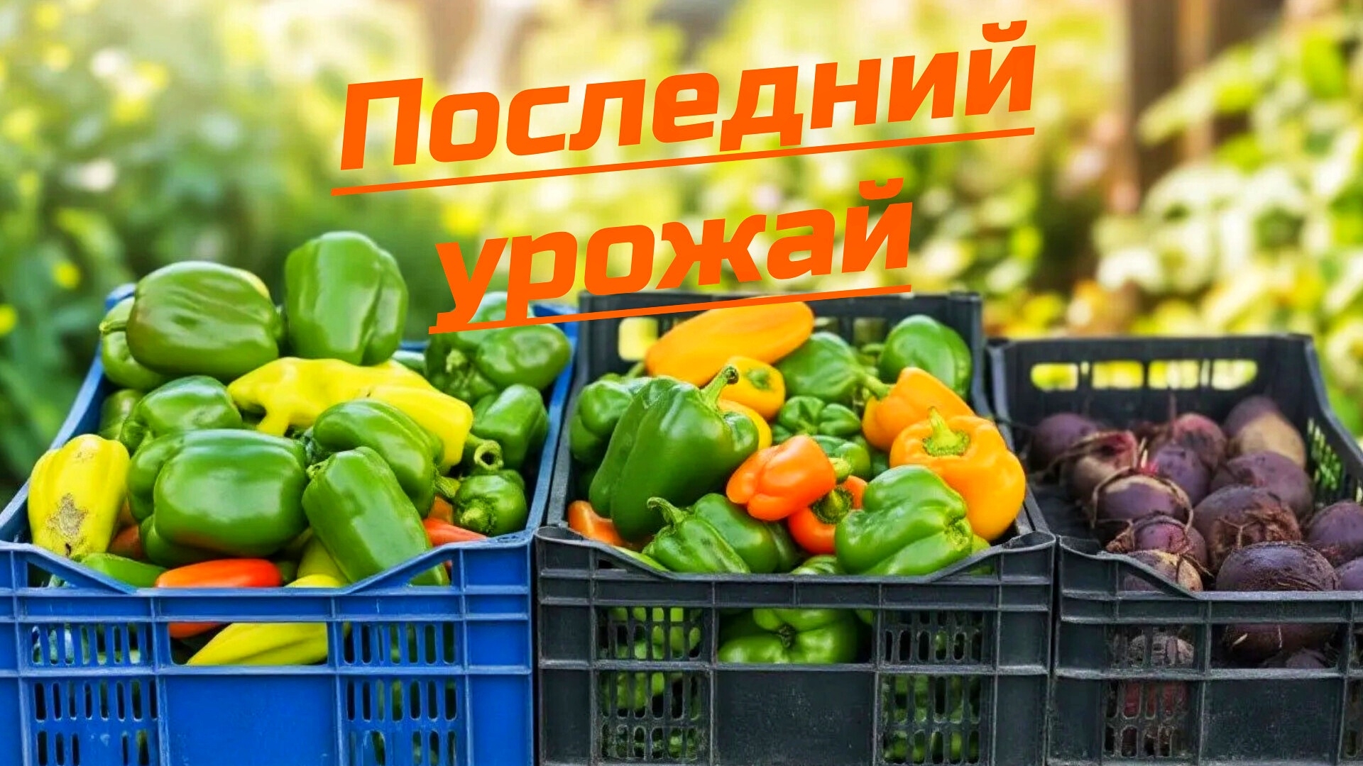 ФИНАЛ ОГОРОДНОГО МАРАФОНА 🫑🌶️🥕🫜 Последний урожай сезона.