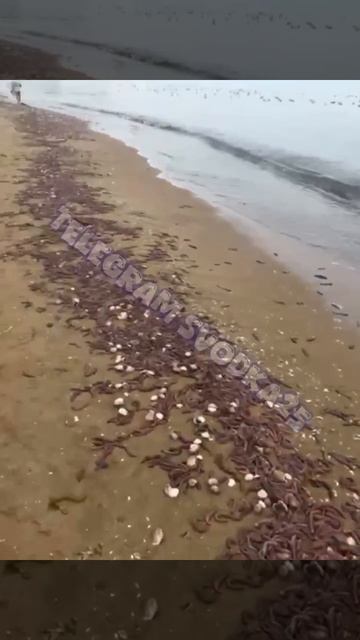 Неприятный по виду, но вкусный деликатес выбросило на берег Шаморы во Владивостоке