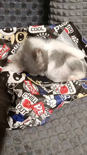 Вечерние игры Мишельки. 😍⭐️😍
