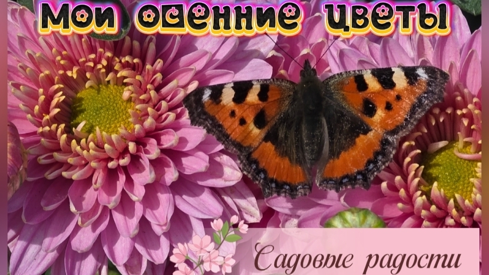 Мои осенние цветы. Садовые радости. Сентябрь 2026г.