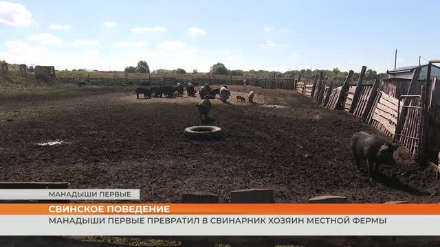 Манадыши первые превратил в свинарник хозяин местной фермы