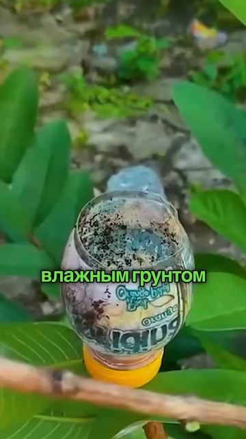 Зачем дачники надевают на ветки деревьев бутылки?