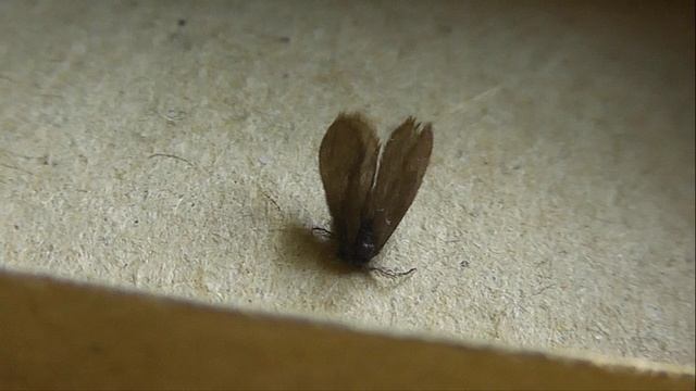 Epichnopterix Plumella