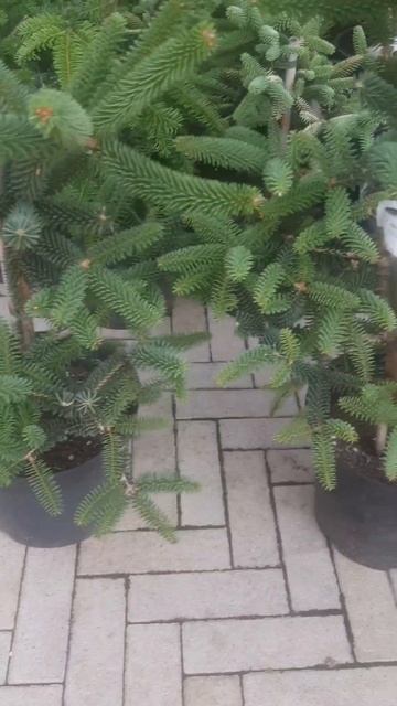 ❤🌲Пихта Испанская Серенада 
✔Продажа растений в макс и телеграм канале: Https://t.me/love_is_hvoiny_