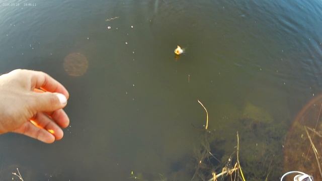 Ловля Ротана На Старице🎣 Ловля на Мормышинг🎣 Очень много поклёвок, ловил на приманку Javastic👍